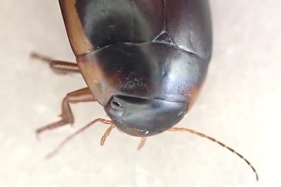 Hydaticus seminiger
