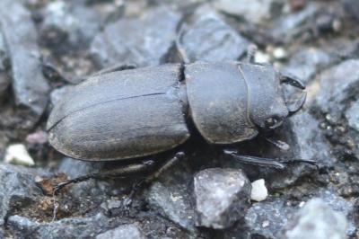 Dorcus parallelipipedus