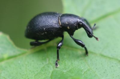 Liparus coronatus