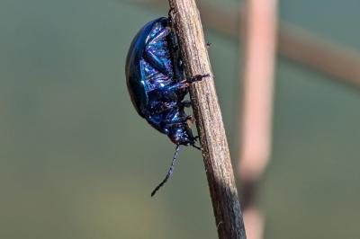 Chrysolina coerulans