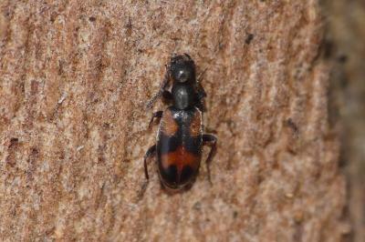 Anthicus antherinus