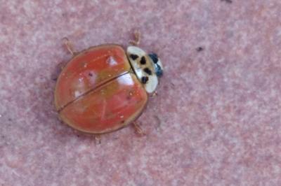 Harmonia axyridis