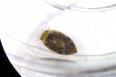 Laccophilus minutus