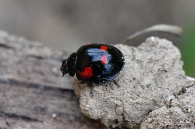 Exochomus quadripustulatus