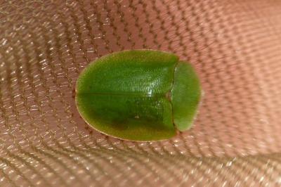 Cassida viridis