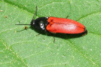 Ampedus quercicola