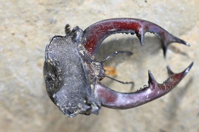 Lucanus cervus