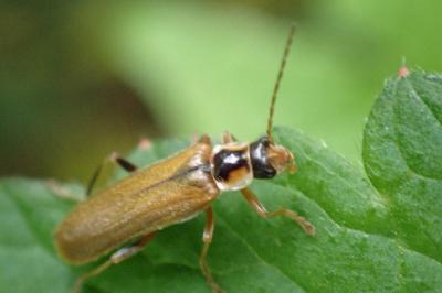 <i>Cantharis decipiens</i>