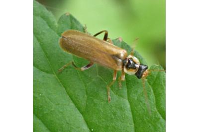 <i>Cantharis decipiens</i>