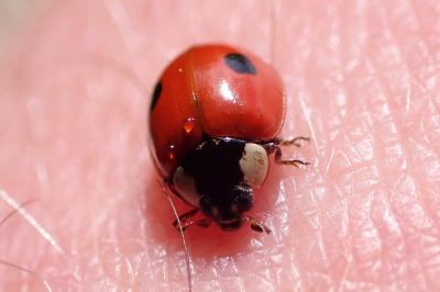 Adalia bipunctata