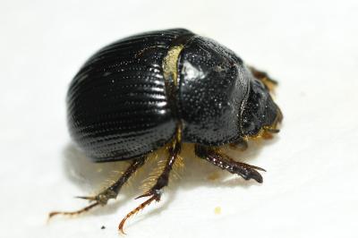 Odonteus armiger