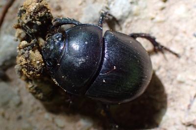 Anoplotrupes stercorosus