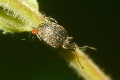 Peritelus sphaeroides