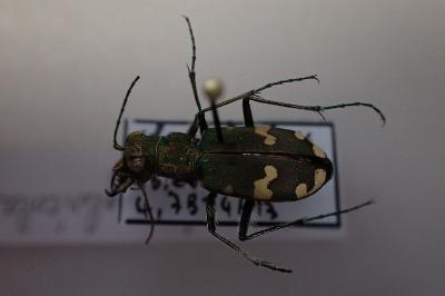 Cicindela sylvicola