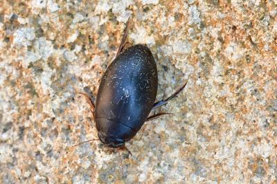 Agabus bipustulatus