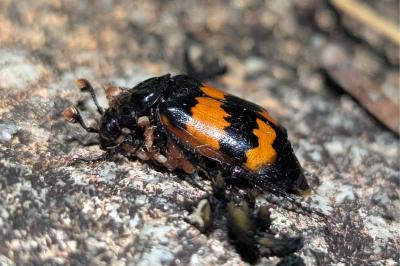 Nicrophorus investigator