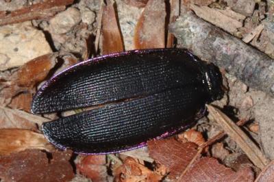 Carabus violaceus