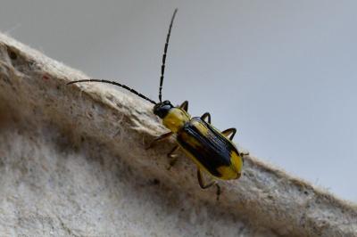 Diabrotica virgifera