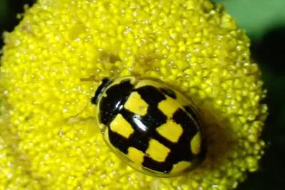 <i>Propylea quatuordecimpunctata</i>