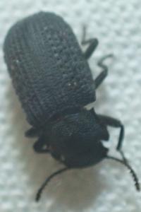 <i>Bolitophagus reticulatus</i>