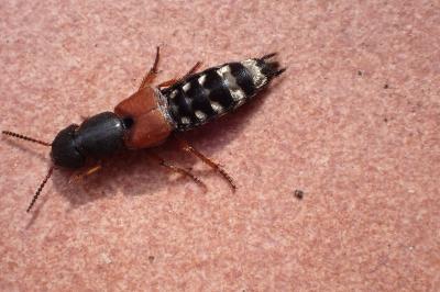 Platydracus stercorarius