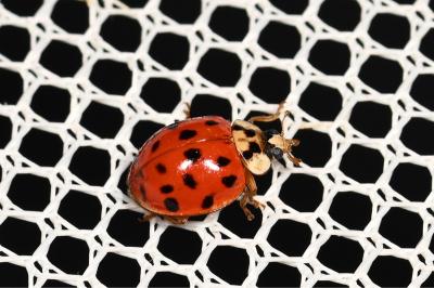 Harmonia axyridis