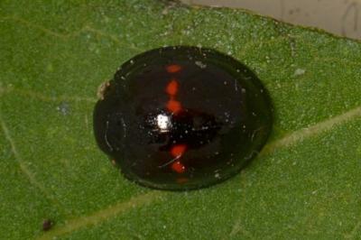 Chilocorus bipustulatus