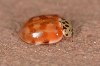 Harmonia quadripunctata