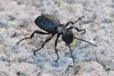 Eurymeloe rugosus