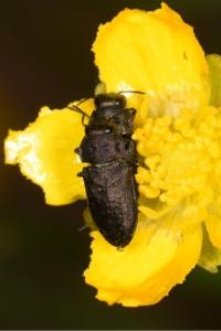 <i>Anthaxia quadripunctata</i>