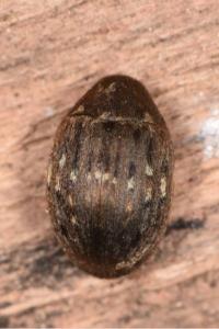 <i>Byrrhus pilula</i>