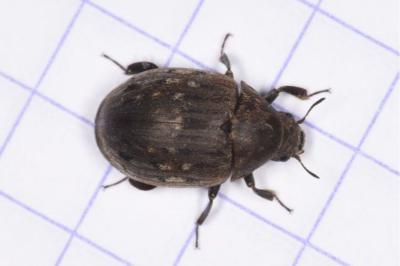 <i>Byrrhus pilula</i>