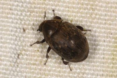 <i>Byrrhus pilula</i>