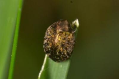 <i>Cytilus sericeus</i>