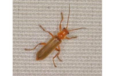 <i>Cantharis cryptica</i>