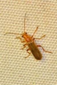 <i>Cantharis cryptica</i>