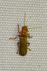 <i>Cantharis cryptica</i>