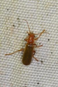 <i>Cantharis cryptica</i>