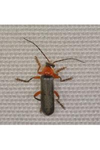 <i>Cantharis pellucida</i>