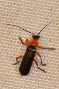 <i>Cantharis pellucida</i>