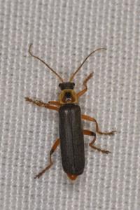 <i>Cantharis nigricans</i>