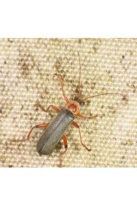 <i>Cantharis nigricans</i>