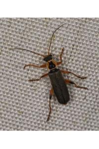 <i>Cantharis nigricans</i>