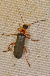 <i>Cantharis nigricans</i>
