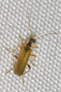 <i>Cantharis decipiens</i>
