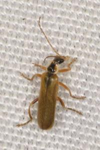 <i>Cantharis decipiens</i>