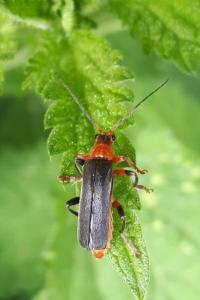 <i>Cantharis livida</i>
