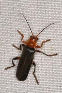 <i>Cantharis livida</i>