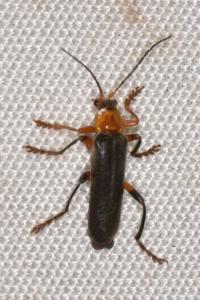 <i>Cantharis livida</i>