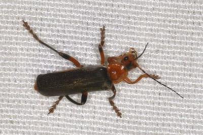 <i>Cantharis livida</i>